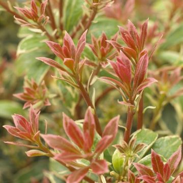 Pieris Little Heath - Lily of the Valley Shrub - Extra Large Specimen