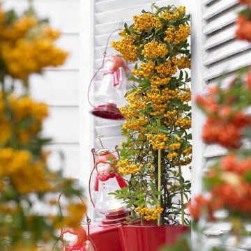 Pyracantha Soleil d'Or - Firethorn