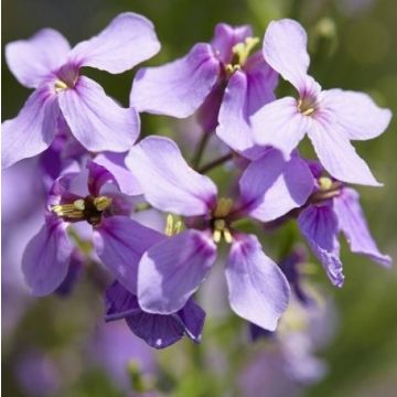 Hesperis matronalis - Sweet Rocket