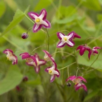 Epimedium rubrum - Bishops Hat