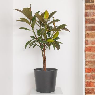 Rubber Plant Tree - Ficus elastica Melany - Circa 100cm Standard