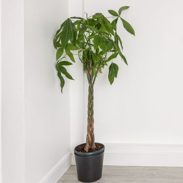 Pachira aquatica - 'Money Tree' with a braided stem