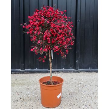 Leptospermum Crimson Glory - Tea Tree - In Bud and Bloom
