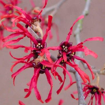 Hamamelis Diane (Ruby Glow) - Witch Hazel - LARGE Specimen