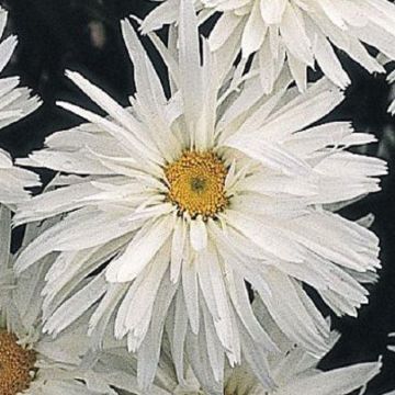 Leucanthemum x superbum Crazy Daisy - Shasta Daisy