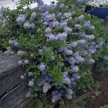 Ceanothus thyrsiflorus repens - Californian Lilac - Pack of THREE Plants