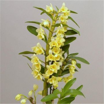 Dendrobium nobilis 'Vanilla' - Towering Nobile Orchid Premium Quality with Classic White Display Pot