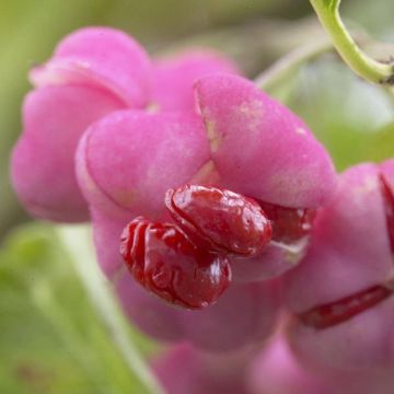 Euonymus planipes phellomanus - Corktree or Spindle Bush