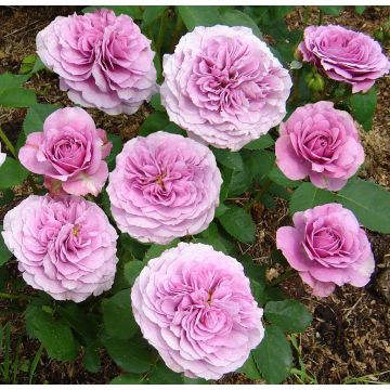 Rose Lavender Ice - Floribunda Rose