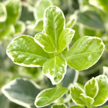 Euonymus japonicus Kathy - Young Plant