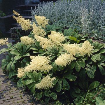 Rodgersia aesculifolia Alba