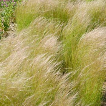 Stipa tenuifolia - tenuissima Pheasant Grass