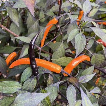 Chilli Pepper Plant 'Thai Halloween Black & Orange'