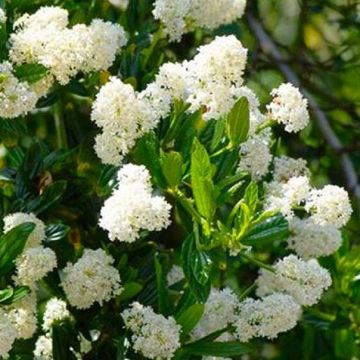 Ceanothus Snow Flurries - Evergreen White Californian Lilac - LARGE