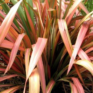 Phormium Flamingo - New Zealand Flax