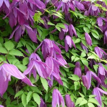 Clematis alpina Tage Lundell - Spring Flowering Clematis