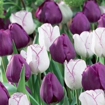 Tulip Simply Irresistible - Pack of 25 Bulbs