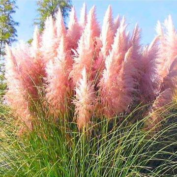 Giant PINK Pampas Grass - Cortaderia selloana rosea -  Large Specimen Plant