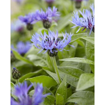 Centaurea Montana - Centurea