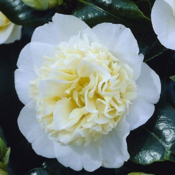 Camellia japonica Brushfield Yellow - Double Flowered Brushfield Camellia