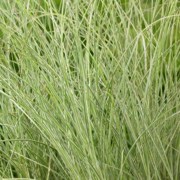 Miscanthus sinensis Morning Light - Japanese Silver Grass