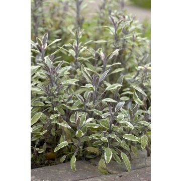 Salvia officinalis ''Tricolour'' - Tricolour Sage