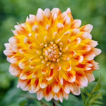 Dahlia Peaches & Cream - PREMIUM Variety - Pack of THREE