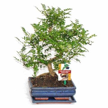 Large Chinese Pepper Bonsai Tree with Glazed dish and saucer in Gift Box