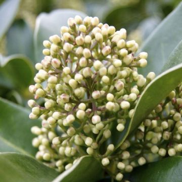 Skimmia Fragrant Cloud