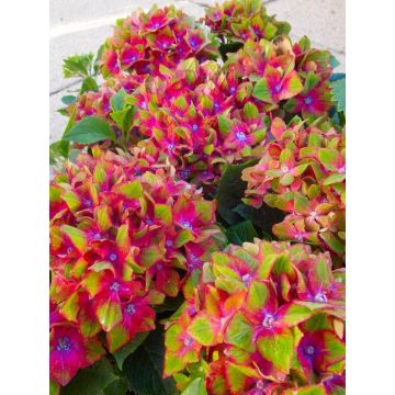 Hydrangea Glam Rock - Amazing Multi-Coloured Schloss Wackerbarth Hardy Hydrangea Shrub - XL Plant