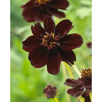 Cosmos atrosanguinea ''Chocolate'' - atrosanguineus Chocolate Cosmos Plant