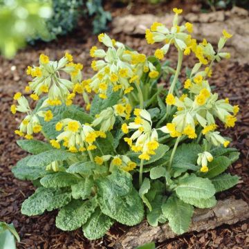 Primula veris - Native Cowslip - In Bud & Bloom