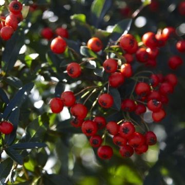 Pyracantha Red Column - Firethorn