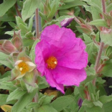 Cistus Sunset - Rock Rose - Compact Mass Flowering