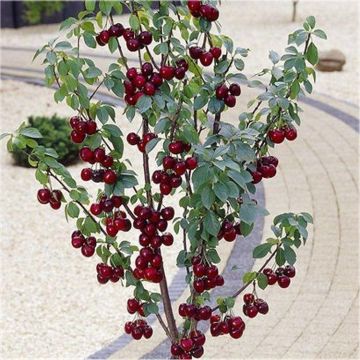 Patio Fruit Tree - Prunus Mini Black Cherry Tree