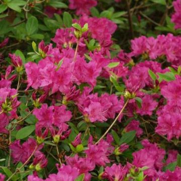 Azalea Blue Danube