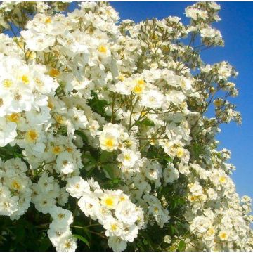 Rose Rambling Rector - Climbing Rose