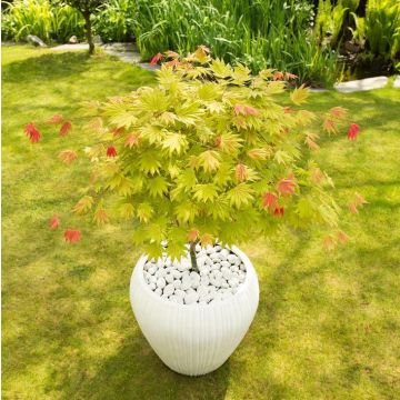 Acer shirasawanum 'Moonrise' - Japanese Maple circa 60cm tall