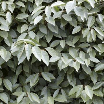 Elaeagnus ebbingei compacta - LARGE circa 120-140cms tall Bushy Evergreen