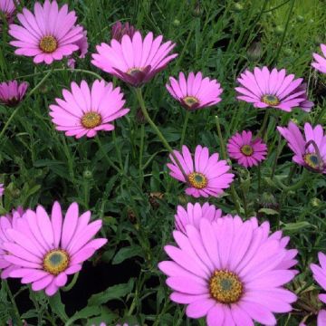 Osteospermum jucundum compactum - Hardy Cape Daisy