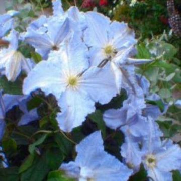 Clematis Blue Angel (Blekitny Aniol)