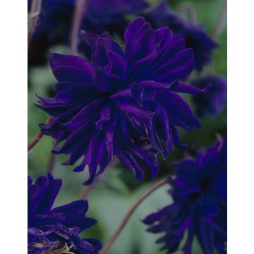 Aquilegia Blue Barlow - Granny's Bonnet, Columbine