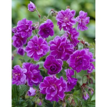 Geranium himalayense Plenum