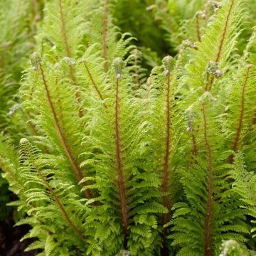 Polystichum setiferum Proliferum - Fern