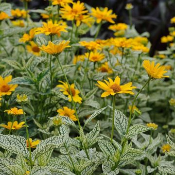 Heliopsis Sunburst