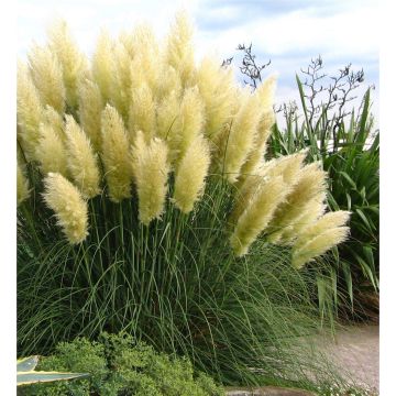 Pampas Grass - Cortaderia selloana White Feather - Pack of THREE Plants