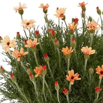 Rhodanthemum hosmariense Zagora Orange - Morrocan Daisy
