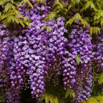 Wisteria floribunda Black Dragon - Violacea Plena Double Flowering Wisteria Vine - circa 150cm