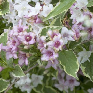 Weigela florida Variegata