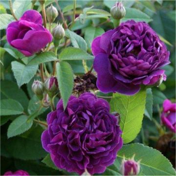 Rose 'Reine des Violetta' - Hybrid Perpetual Bourbon Bush Rose